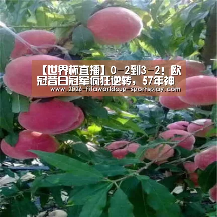 世界杯赛事直播